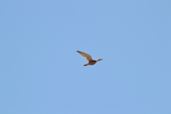 Falco tinnunculus canariensis