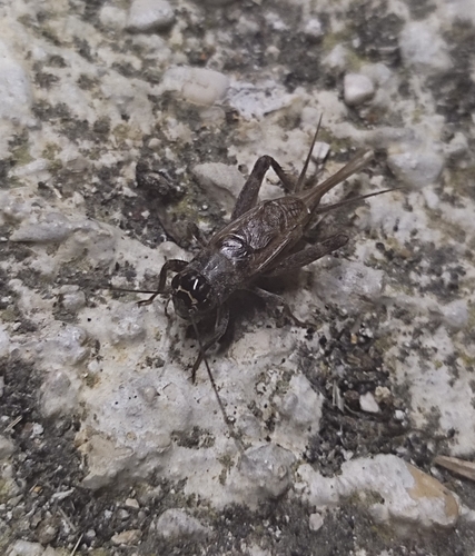 Eumodicogryllus bordigalensis