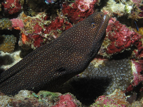 Whitemouth Moray