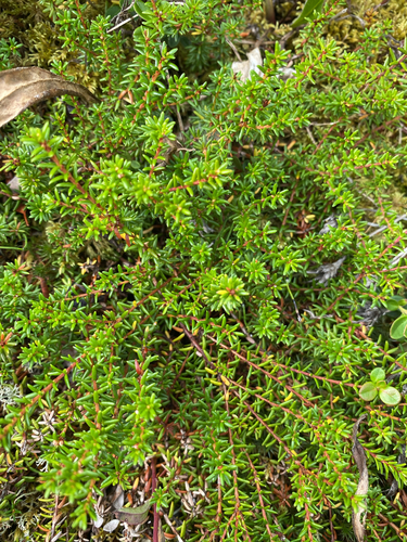 black crowberry