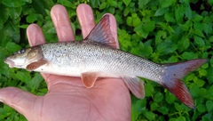 Dnieper Barbel photo 1
