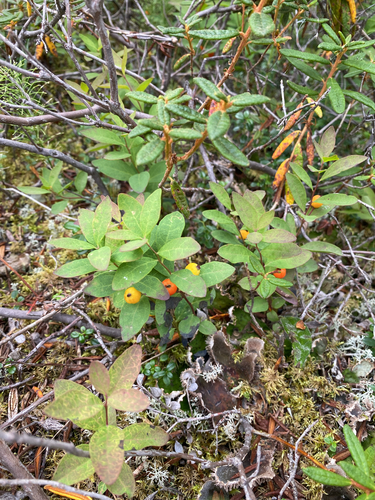 Northern Comandra