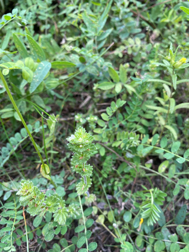 Arctic Eyebright