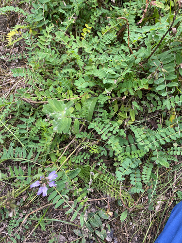 Alpine Milkvetch