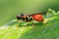 Sphegina