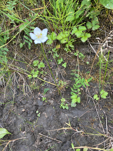 marsh grass-of-Parnassus