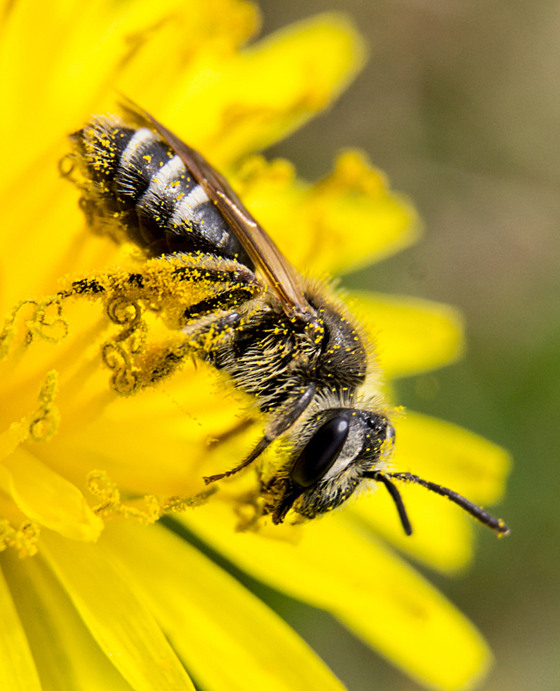 Nason's Mining Bee