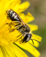 Andrena nasonii