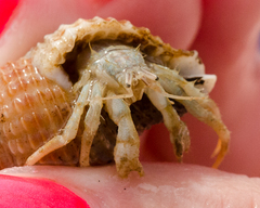 Isocheles wurdemanni