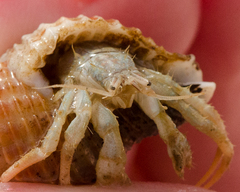 Isocheles wurdemanni