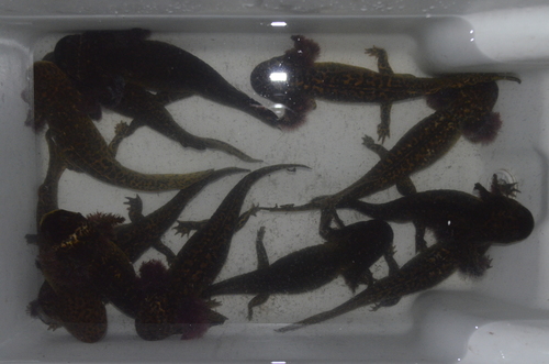 Anderson's Salamander
