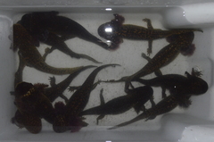 Anderson's Salamander photo 4