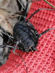 Diguetinus raptator