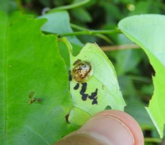 Coptocycla sordida