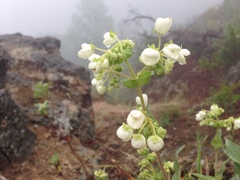 Calceolaria nitida
