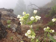 Calceolaria nitida