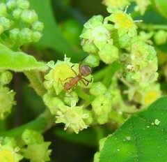 Camponotus rectangularis