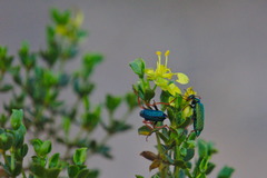 Eupompha fissiceps