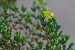 Eupompha fissiceps