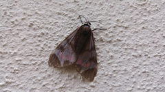 Dysschema leucophaea