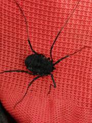 Diguetinus raptator