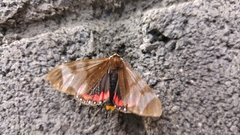 Dysschema leucophaea