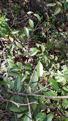 Litsea glaucescens