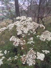 Stevia serrata