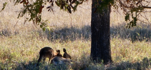 Eastern Grey Kangaroo