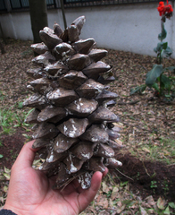 Pinus maximartinezii