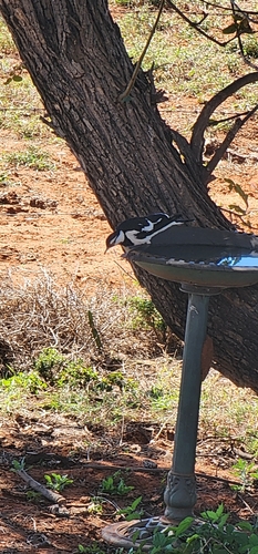 Magpie-lark