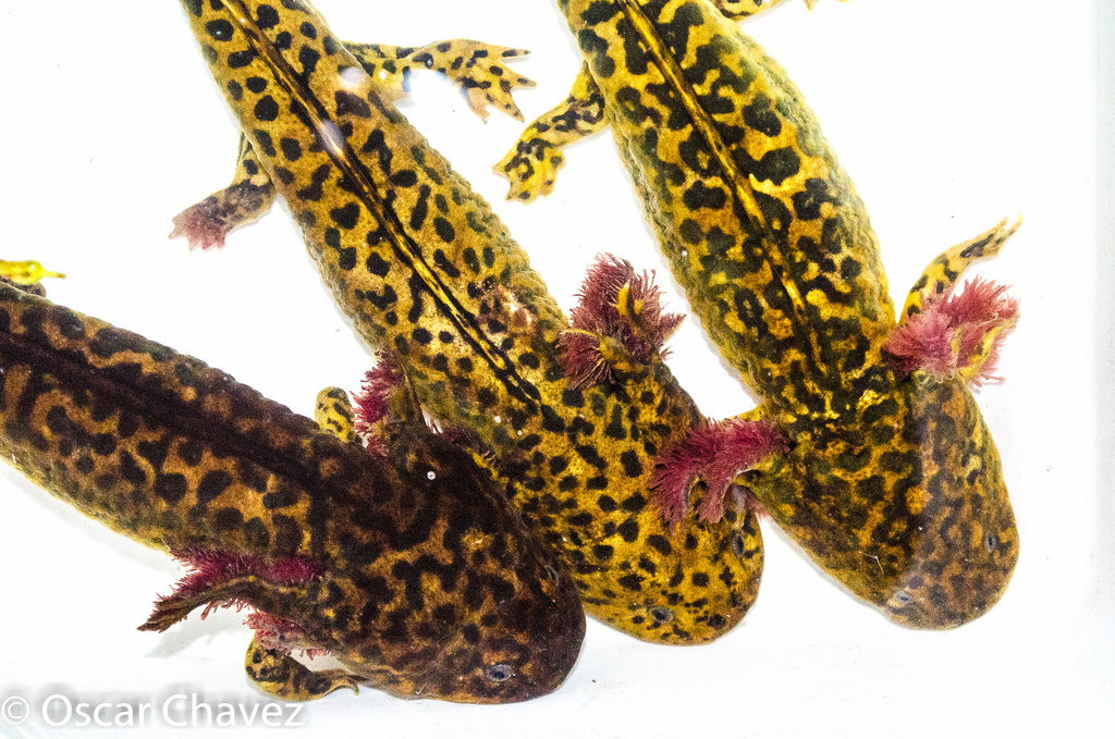 Anderson's Salamander