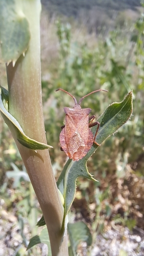 Dock Bug