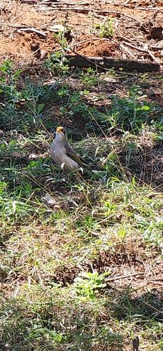 Yellow-throated Miner