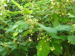 Colubrina yucatanensis