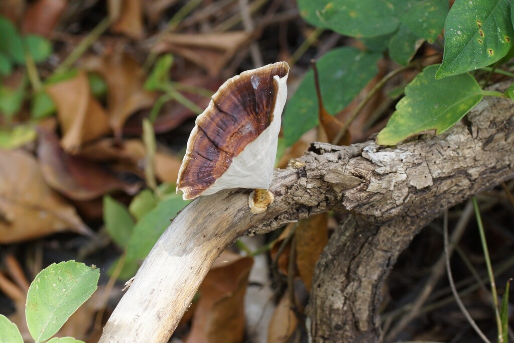 Microporus xanthopus · July 2025 · photo: © rover-rod (iNaturalist, cc-by)