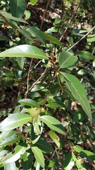 Litsea glaucescens