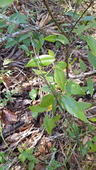 Litsea glaucescens
