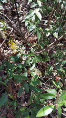 Litsea glaucescens