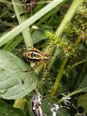 Argiope trifasciata