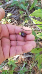 Litsea glaucescens