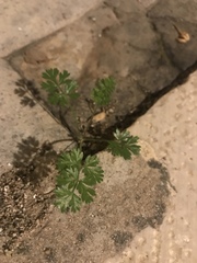 Daucus carota drepanensis