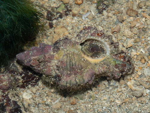 Chicoreus torrefactus observed 2025-08-11