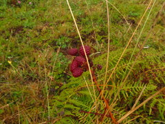 Rubus coriifolius