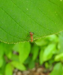 Camponotus rectangularis