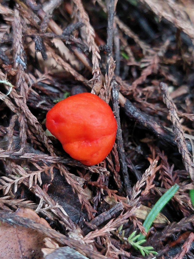 Leratiomyces erythrocephalus · August 2025 · photo: © forrest00 (iNaturalist, cc0)