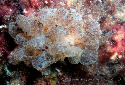 Ortea's Cyerce