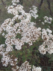 Stevia serrata