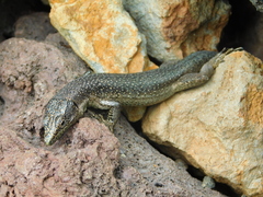 Teira dugesii dugesii