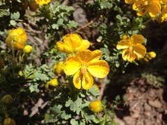 Senna arnottiana